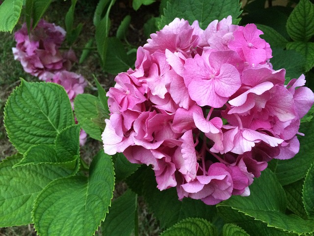 Free Flower Pink photo and picture