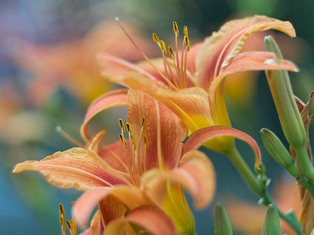 Free Flower Plant photo and picture