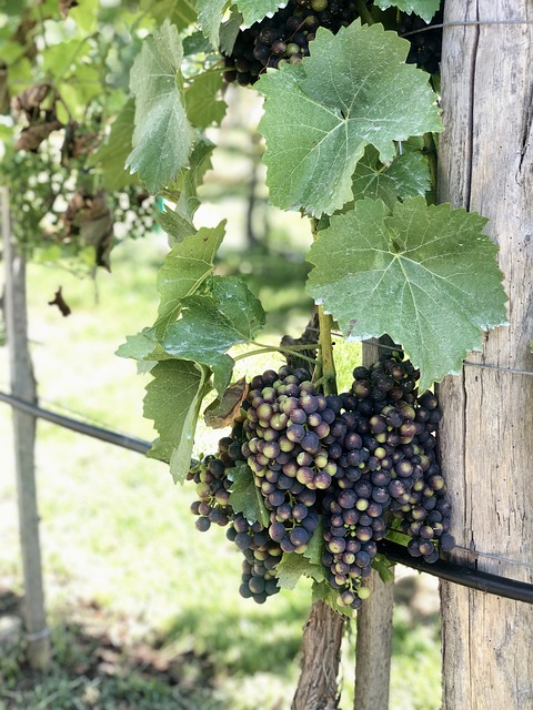 Free Wine Grapes photo and picture