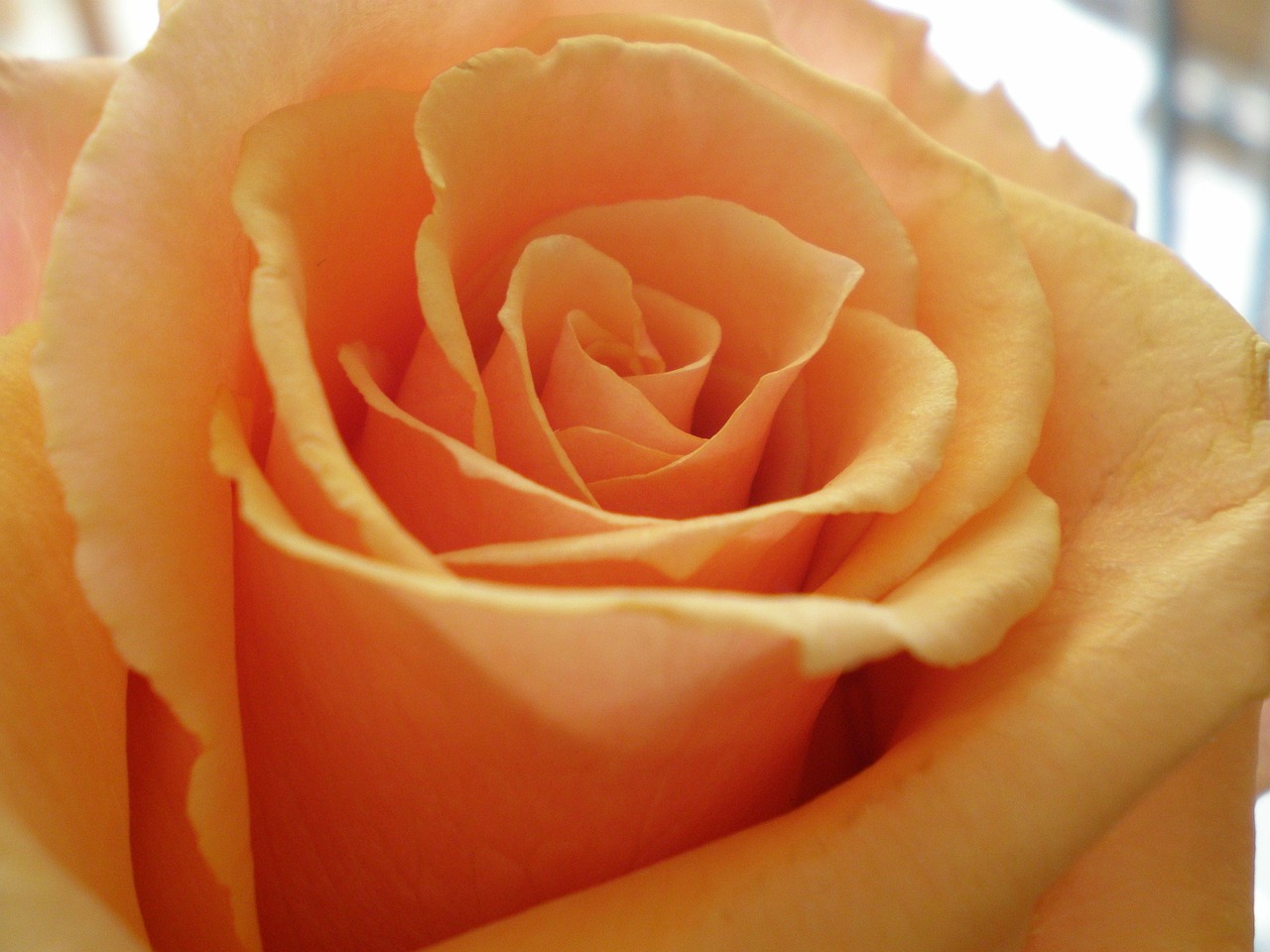 Rose Flower Valentine'S Day Free photo on Pixabay Pixabay