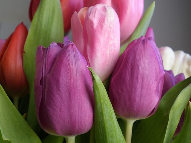 Free Tulip Flower photo and picture