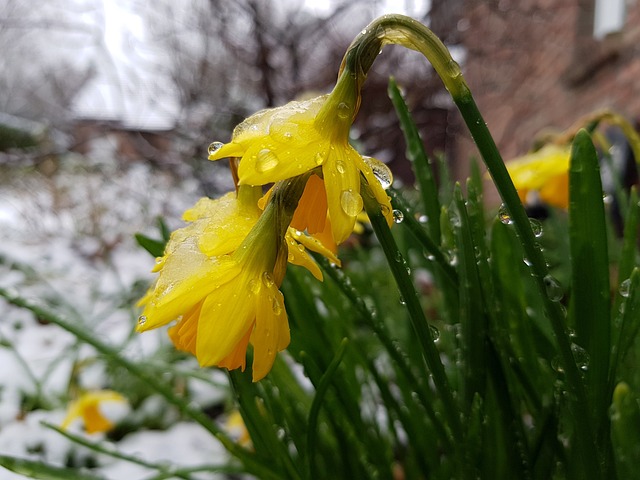 Free Easter Bells Flower photo and picture