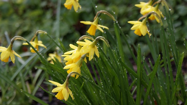 Free Spring Flower photo and picture