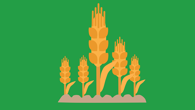 Free crops wheat ear illustration