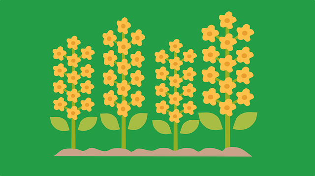 Free flower flower wallpaper plant illustration