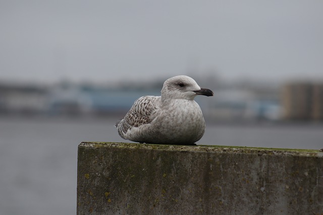 Free Seagull Gull photo and picture