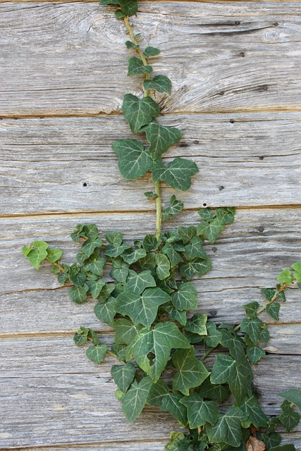 Free Leaf Ivy photo and picture