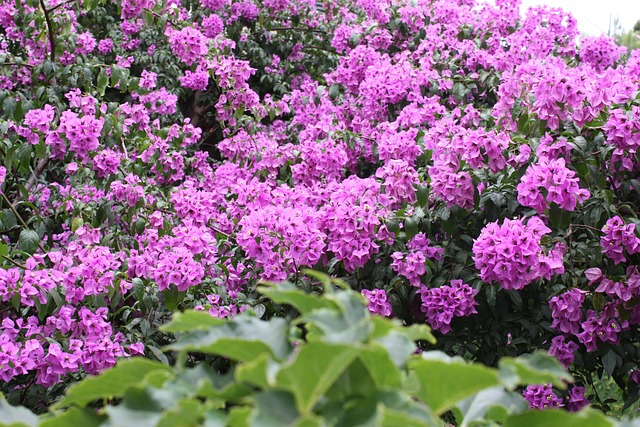 Free Spring Nature photo and picture