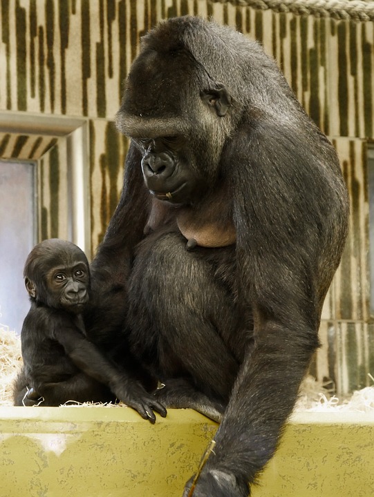Wildlife Ape Gorilla - Free photo on Pixabay