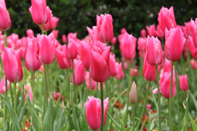 Free Garden Spring photo and picture