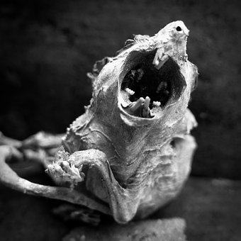 Free Rodent Smile photo and picture