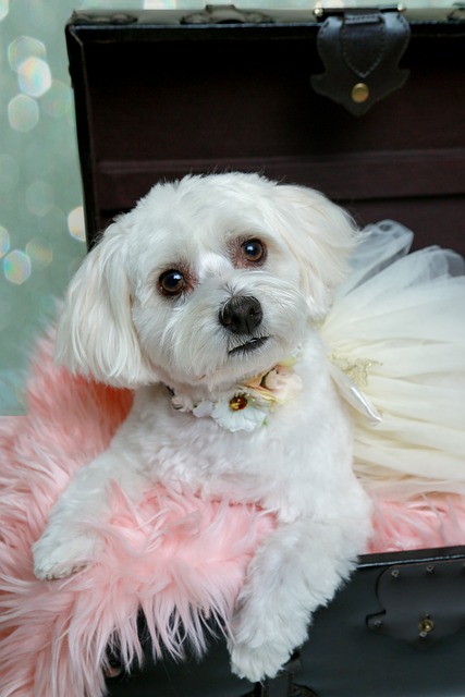 Free Puppy Dog photo and picture