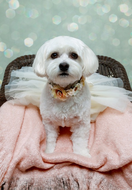Free Puppy Pup photo and picture