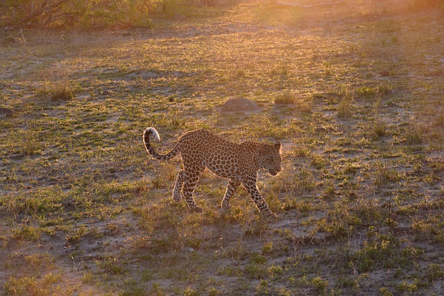 Africa Leopard Predator - Free photo on Pixabay
