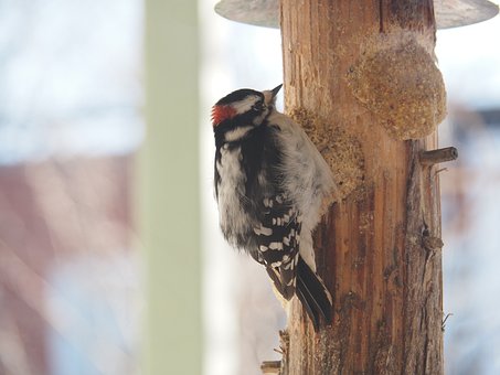 Free Minor Peak Bird photo and picture