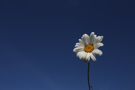 Free Daisy Sky photo and picture