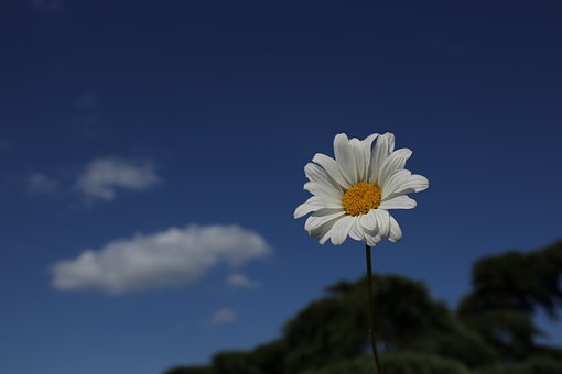 Free Daisy Sky photo and picture