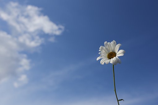 Free Daisy Sky photo and picture