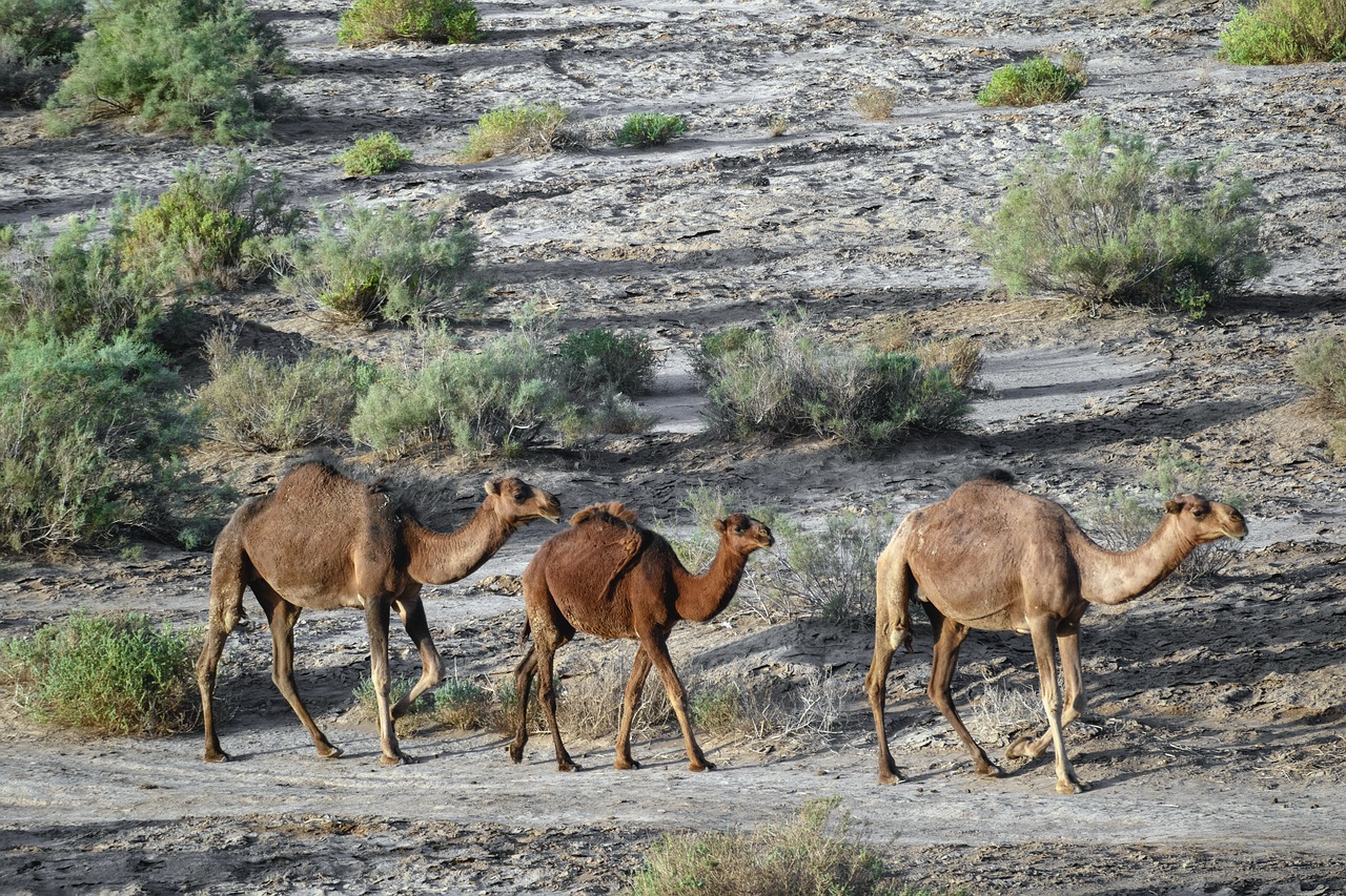 Kavir National Park Mostafa Meraji Free photo on Pixabay