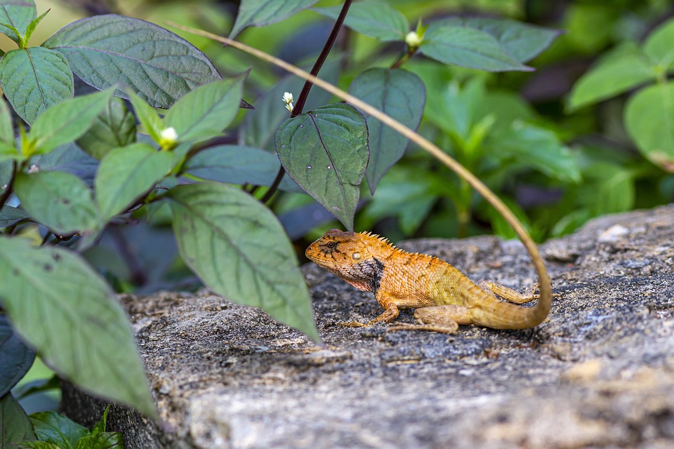 Calotes Versicolor | Calotes Versicolor Care Guide – GOMW