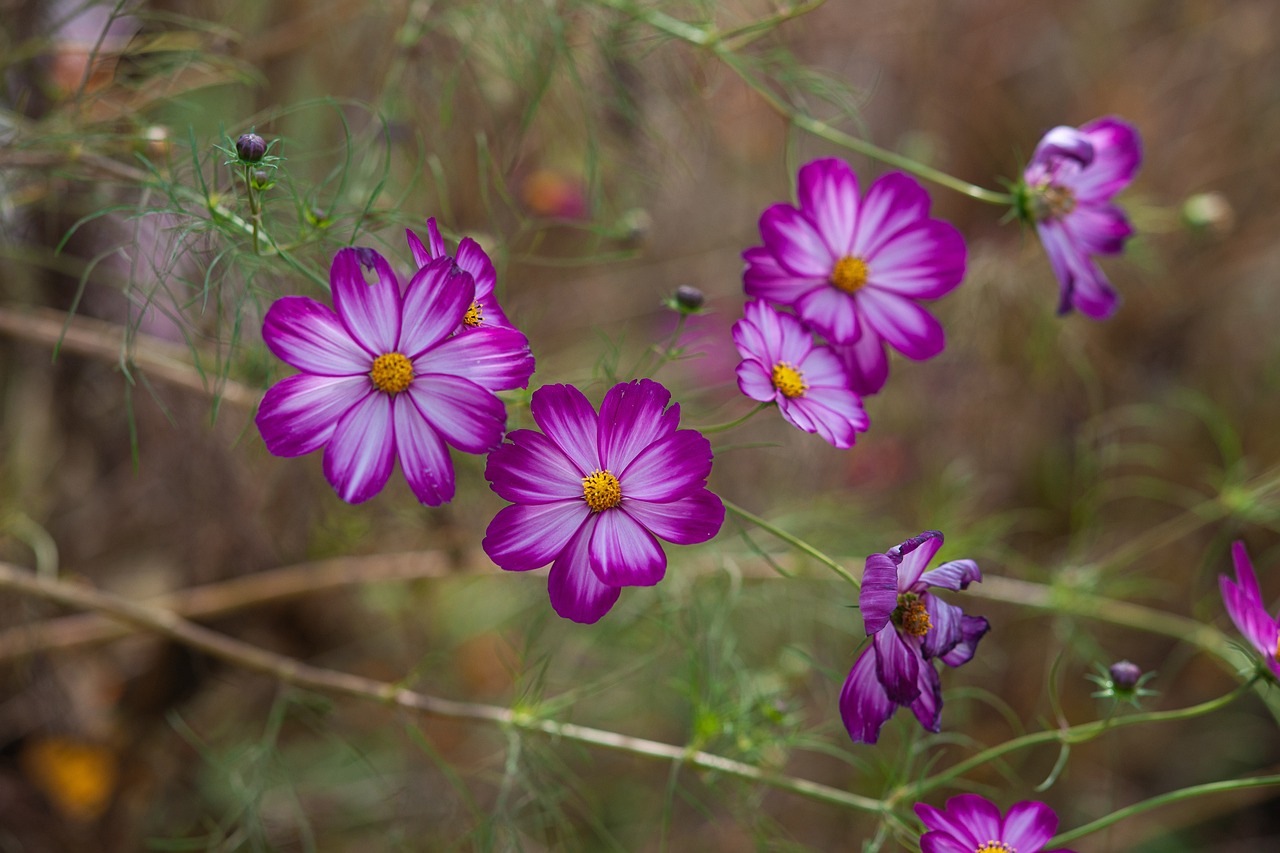 Cosmos - free online jigsaw puzzle photo
