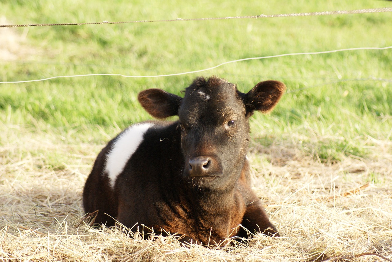 Calf Cow Farm Free photo on Pixabay Pixabay