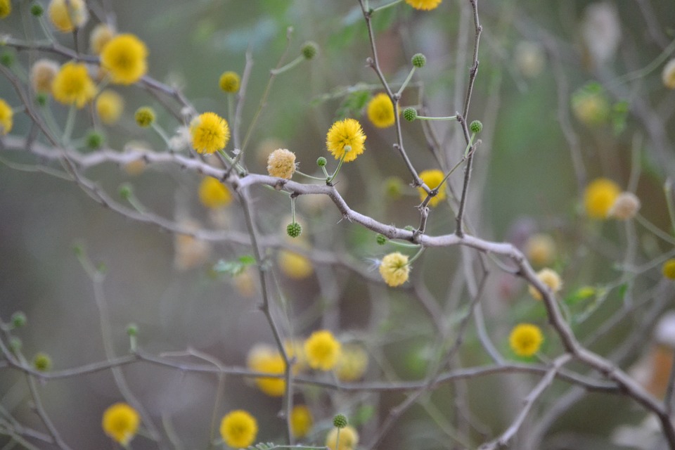 Yellow Garden Plant - Free photo on Pixabay