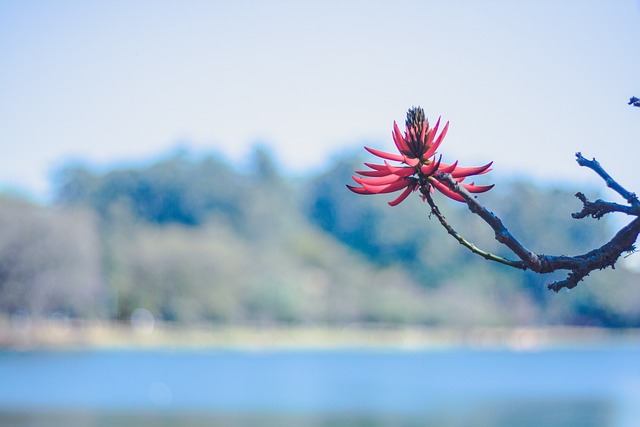Natureza, Flores Bonitas, Flor