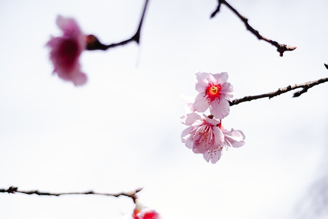 Natureza, Flor, Primavera, Fundo Flor