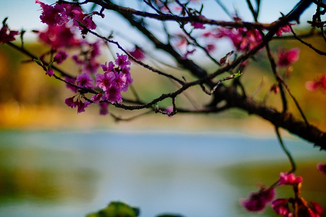Natureza, Flor, Primavera, Florescer