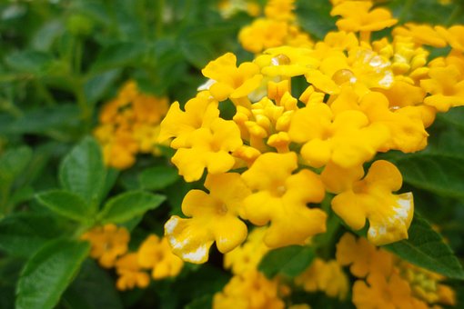Blume, Gelb, Natürlich, Blüte, Pflanze