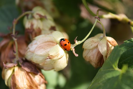 Free Ladybug Insect photo and picture