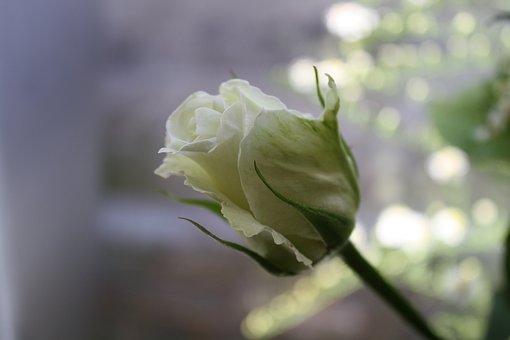 Free Flowers Rose photo and picture