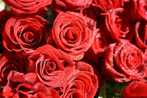 Free Roses Flowers photo and picture