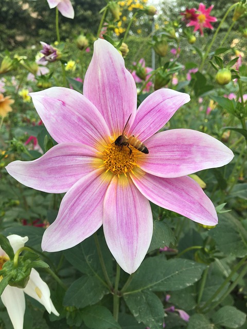 Free Clematis Buttercup photo and picture
