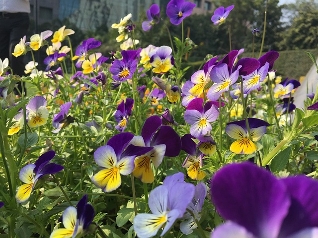 Free Pansy Hybrid Plant photo and picture