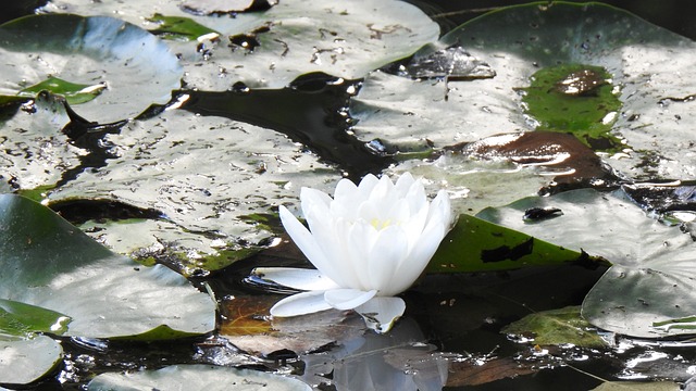 Free Water Lily Lotus Flower photo and picture