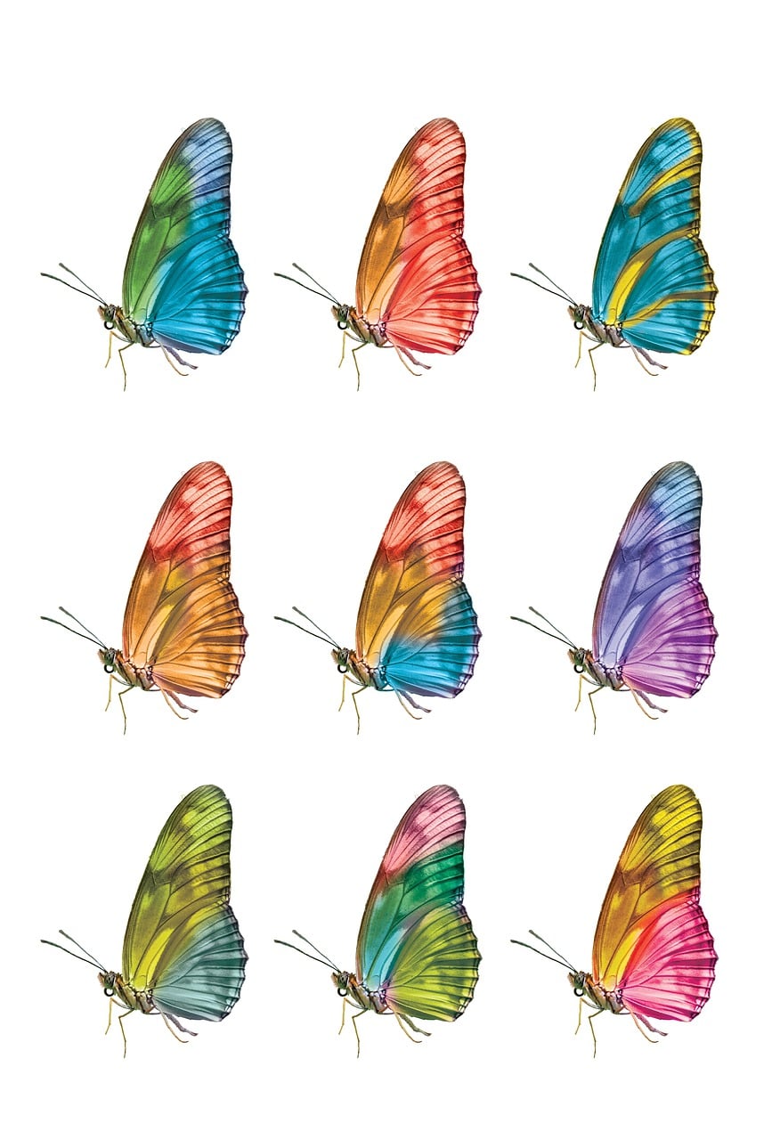 Download free HD stock image of Butterflies Insect Free butterflies insect lepidoptera illustration