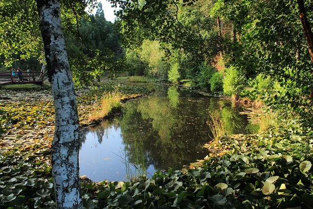 Free Laguna Lotus photo and picture