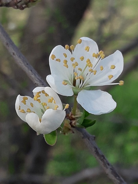 Free Petals Flowers photo and picture