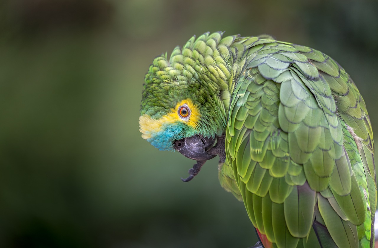 Bird - free online jigsaw puzzle photo