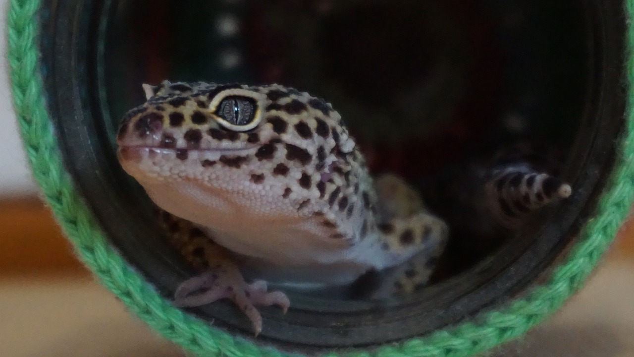 11 Gecko Gecko Animal Nature - Free photo on Pixabay - Pixabay