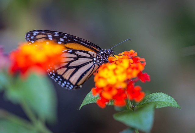 Free Butterfly Nature photo and picture