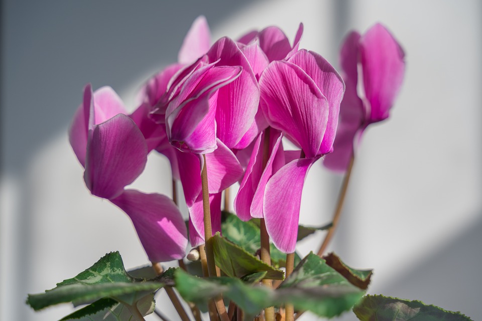 Cyclamen, Flori, A Închide, Plante