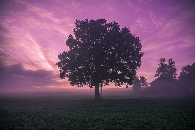Free Nature Tree photo and picture