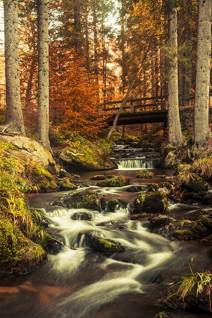 Free Waterfall Forest photo and picture
