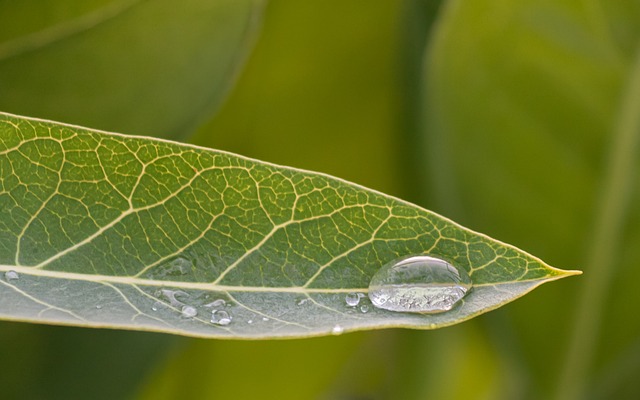 Free Dew Leaf photo and picture
