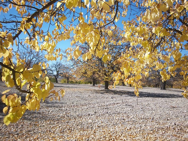 Free Nature Tree photo and picture