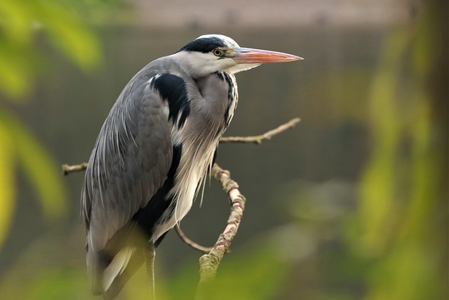 Fugl, Natur, Skomagerens, Grey Heron