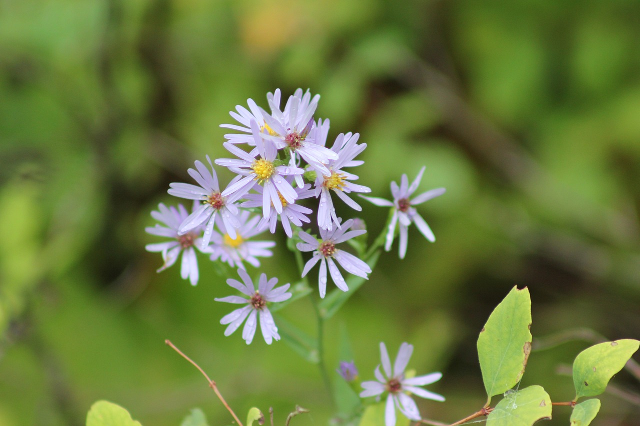 Free Flower Wild photo and picture